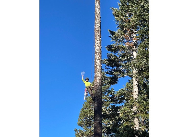 codys tree service 1
