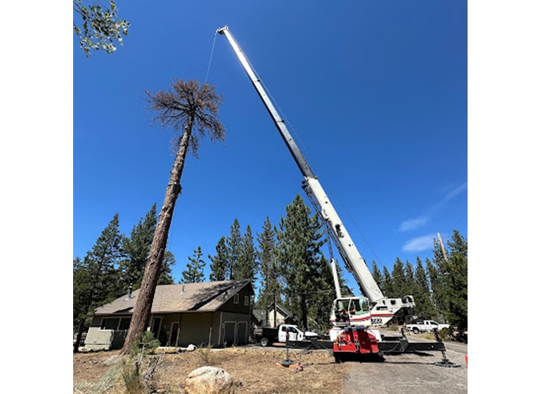 codys tree service 2