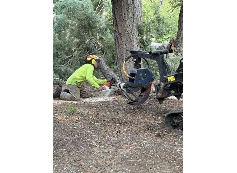 codys tree service 4