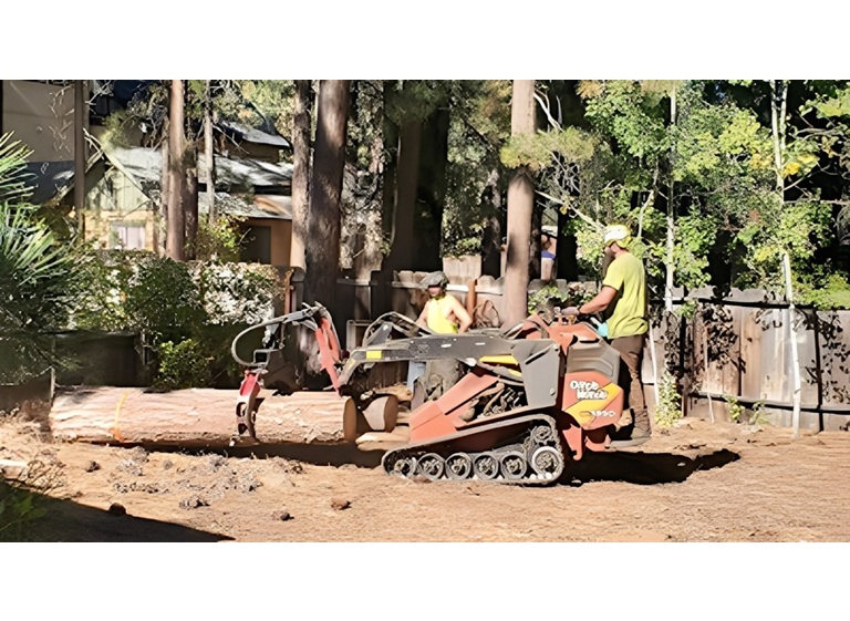 codys tree service 5