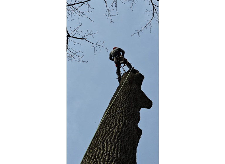 david kennedy tree landscaping 1