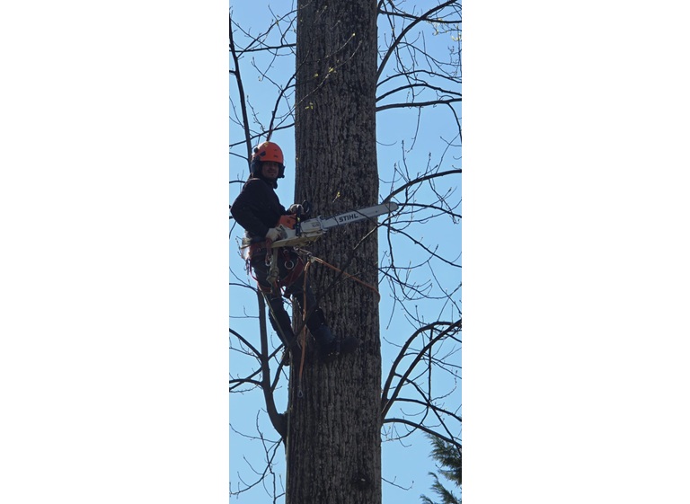 david kennedy tree landscaping 3