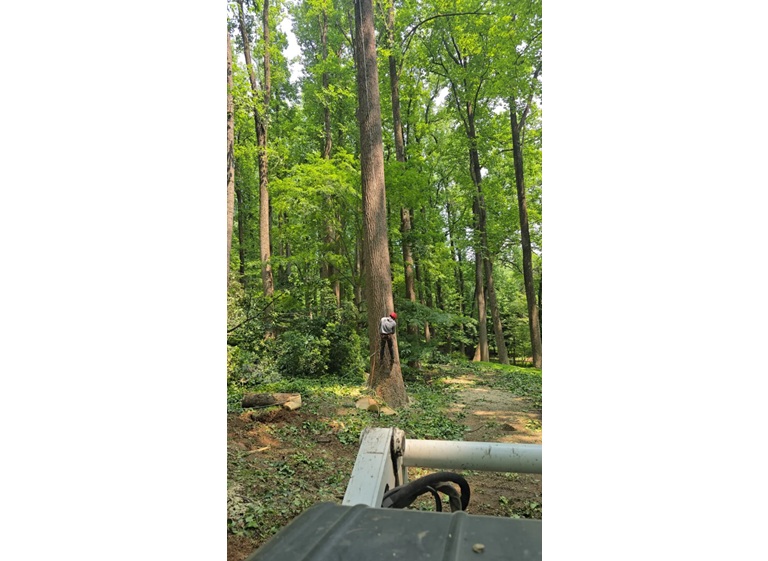 david kennedy tree landscaping 5