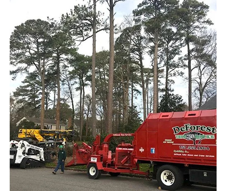 deforest tree service 1