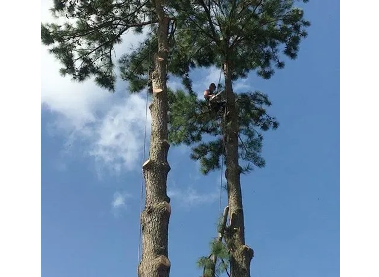 deforest tree service 2