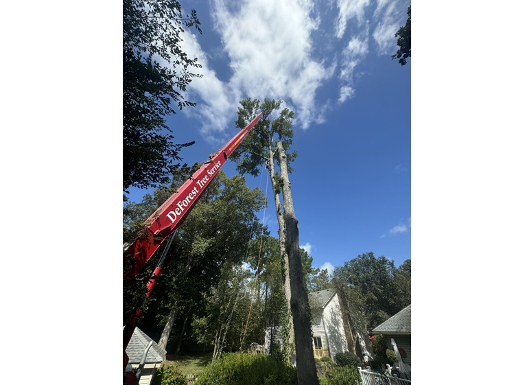 deforest tree service 5