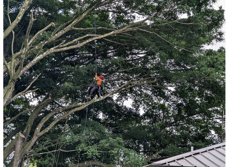 east side tree services 2