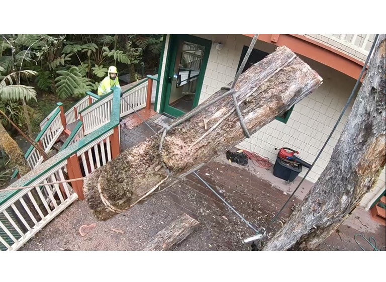 east side tree services 3