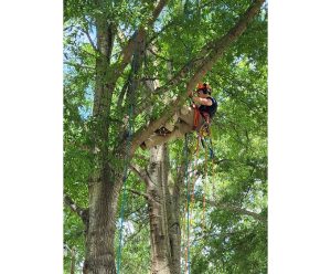 Person climbing tree using ropes and harness.