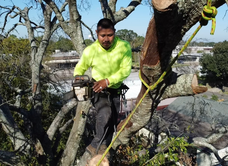 evergreen 5 1 768x560