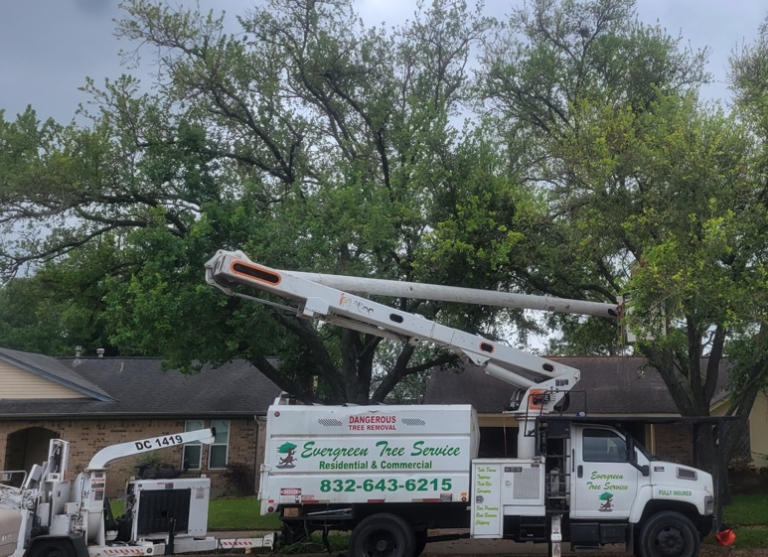 evergreen 6 1 768x557