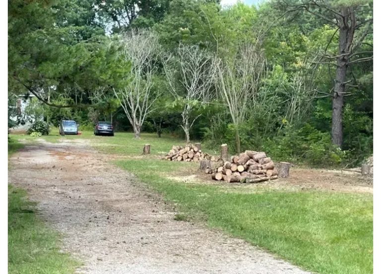 executive tree service 4 768x552