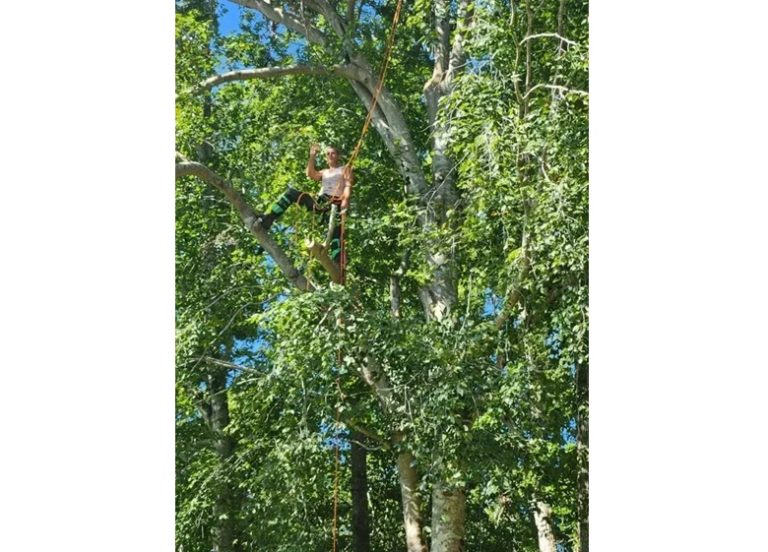 executive tree service 5 768x552