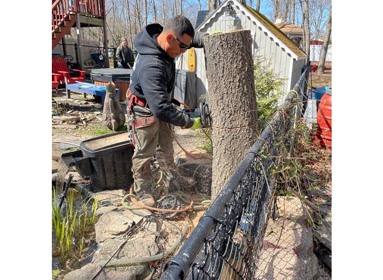 garcia tree removal service 4