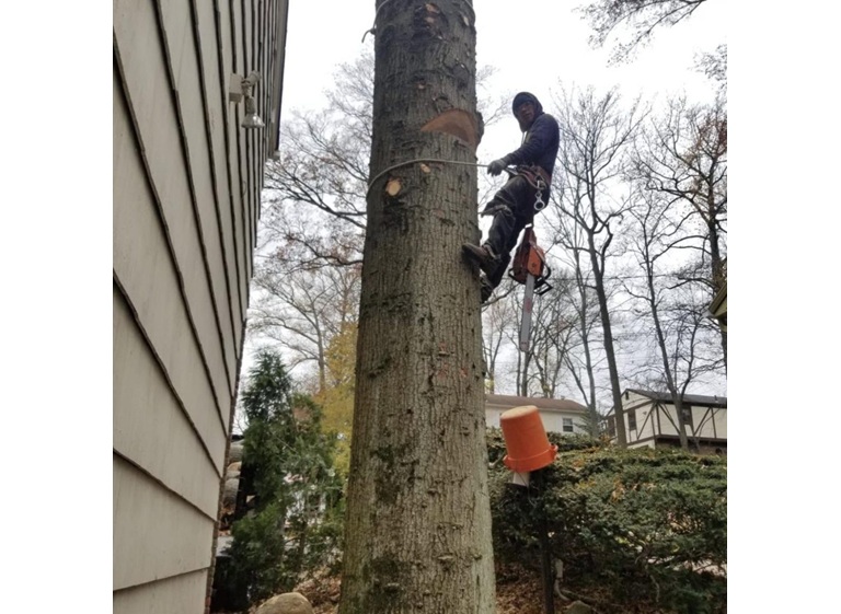 garcia tree removal service 5