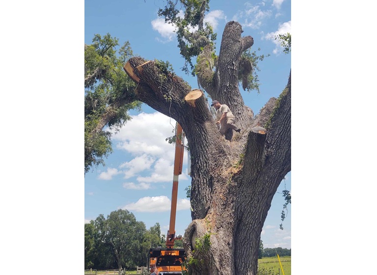 gateway tree service 1