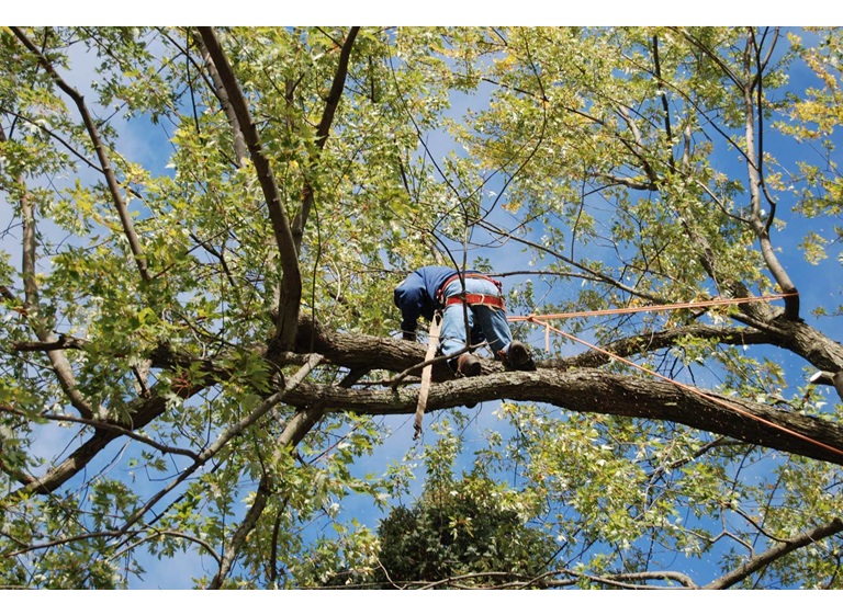 green mountaineers tree service 1