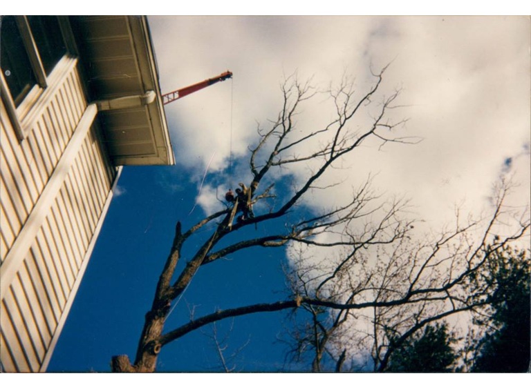 green mountaineers tree service 2