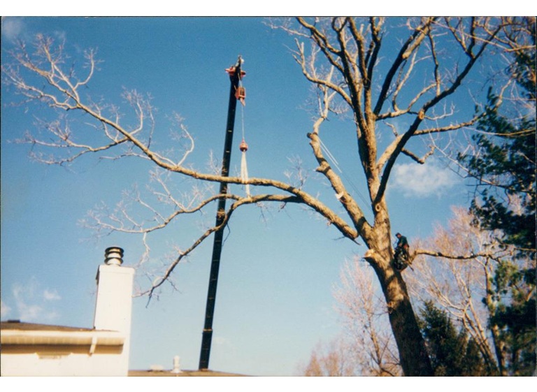 green mountaineers tree service 4