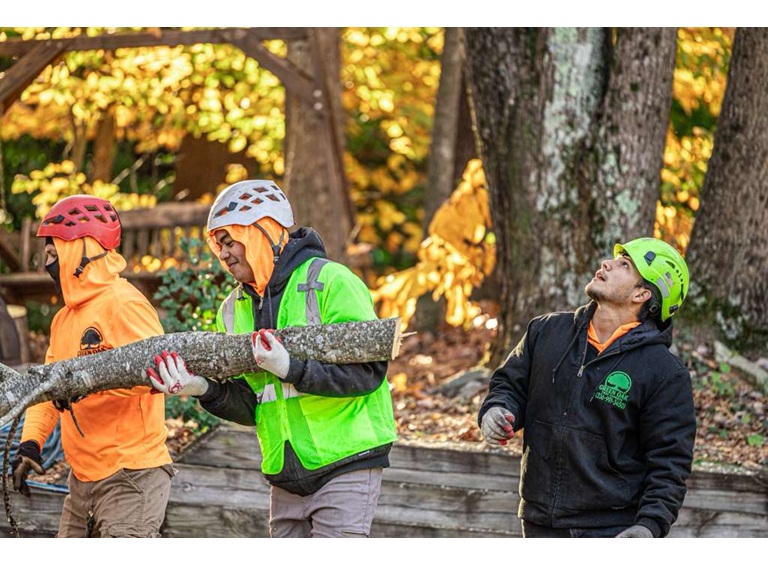 green oak tree experts 2