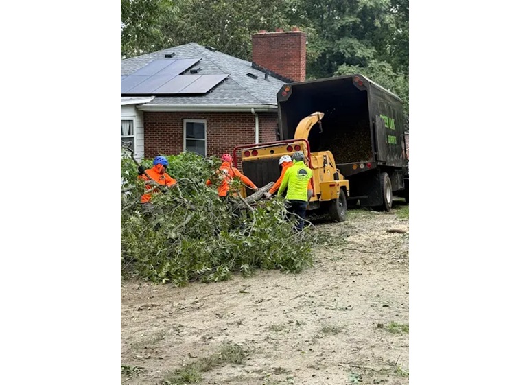 green oak tree experts 4