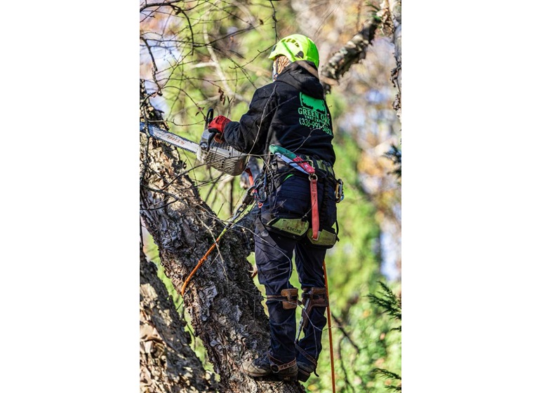 green oak tree experts 5