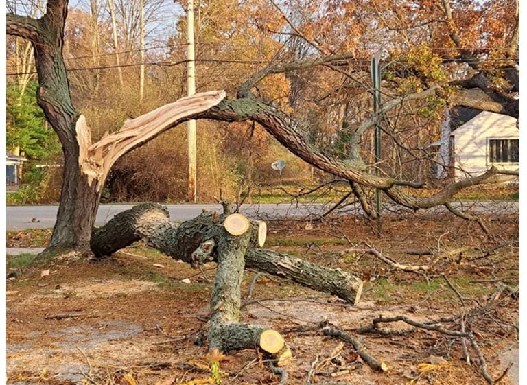huntsville stump grinding 2