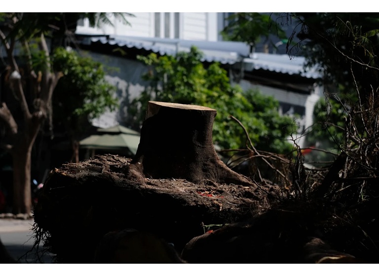 huntsville stump grinding 3