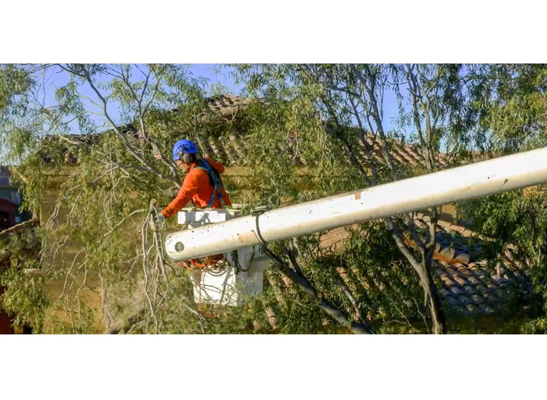 kings tree service 1