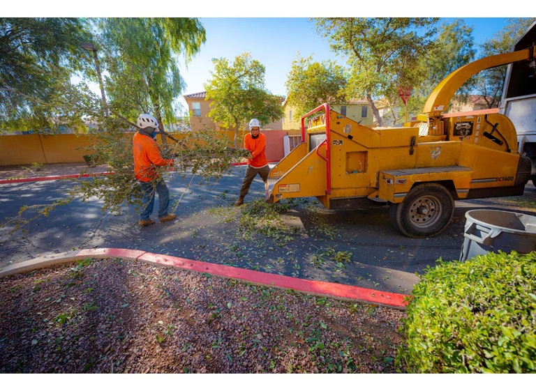 kings tree service 2