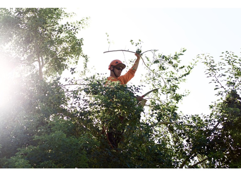 kings tree service 4