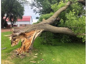 Fallen tree damaged by strong winds near barn.