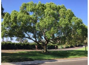 Large tree with green leaves on roadside