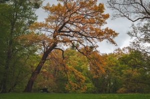 Autumn tree in a park with bench.