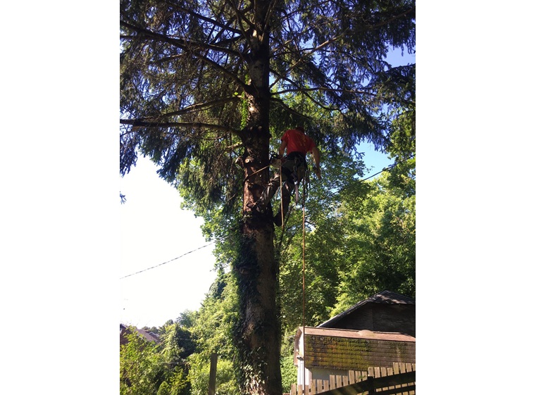 leatherneck tree service 2