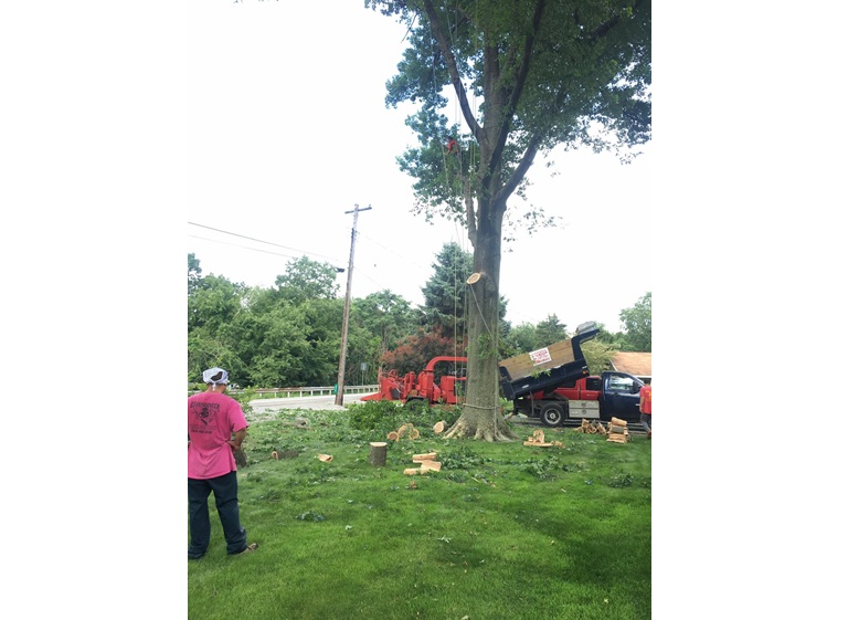 leatherneck tree service 3