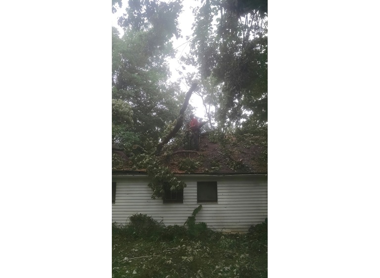 leatherneck tree service 5