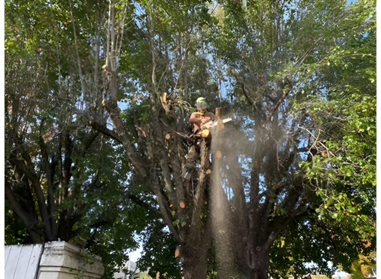 long branch tree service 5 768x562