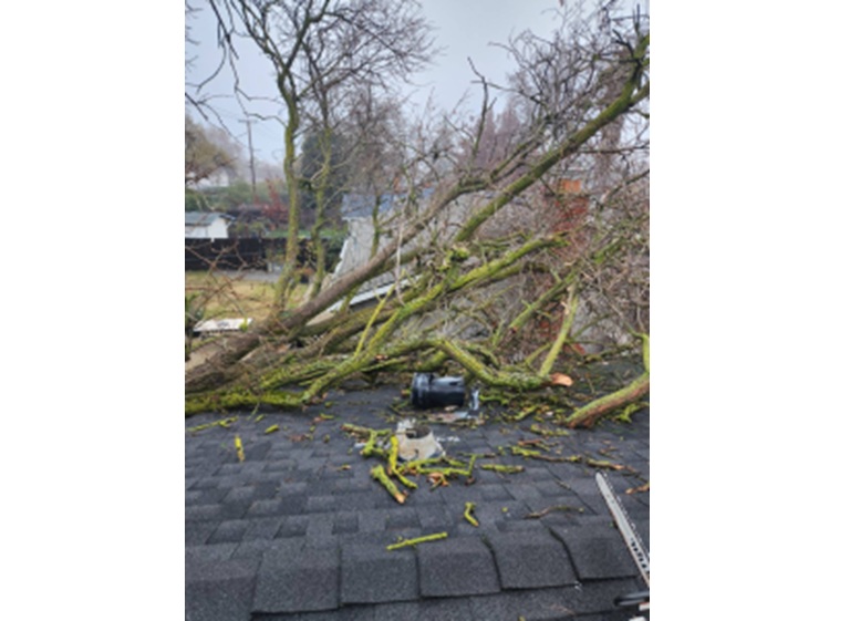 matias tree service 2