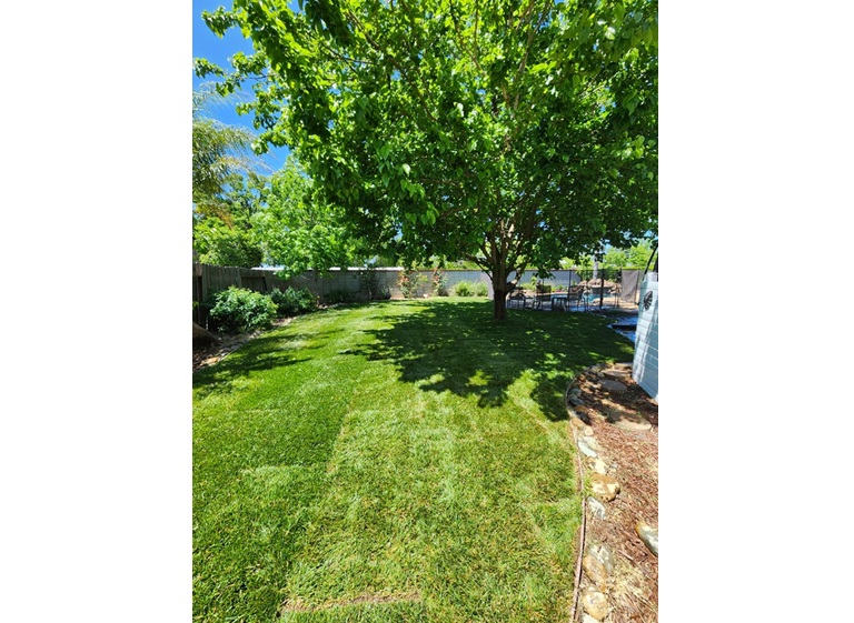 matias tree service 3