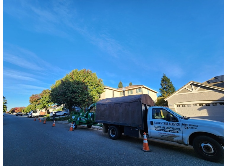 matias tree service 4