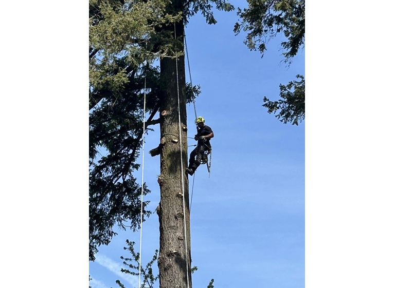 mr tree services 1