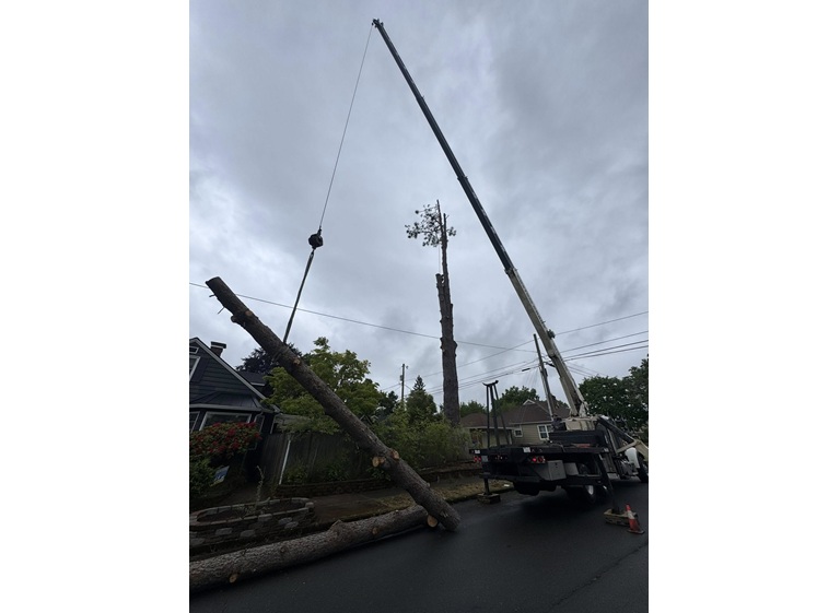 mr tree services 2