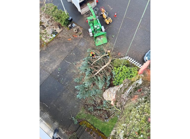 mr tree services 3