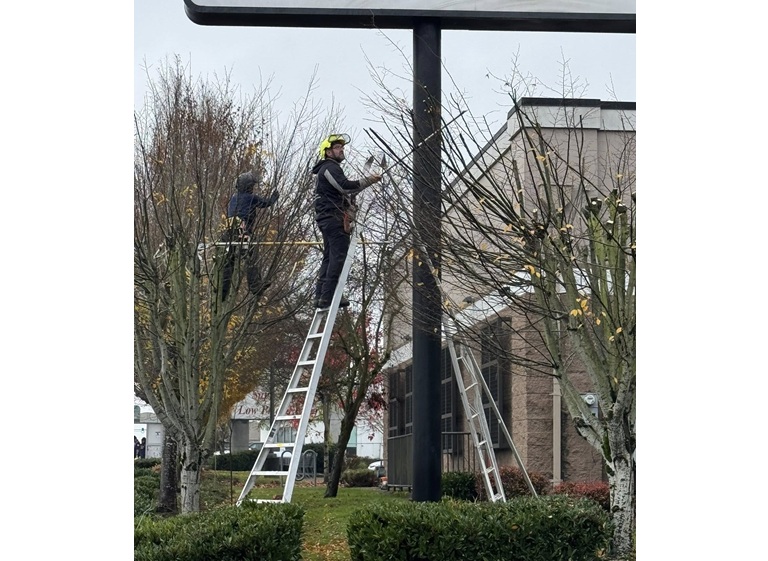 mr tree services 5