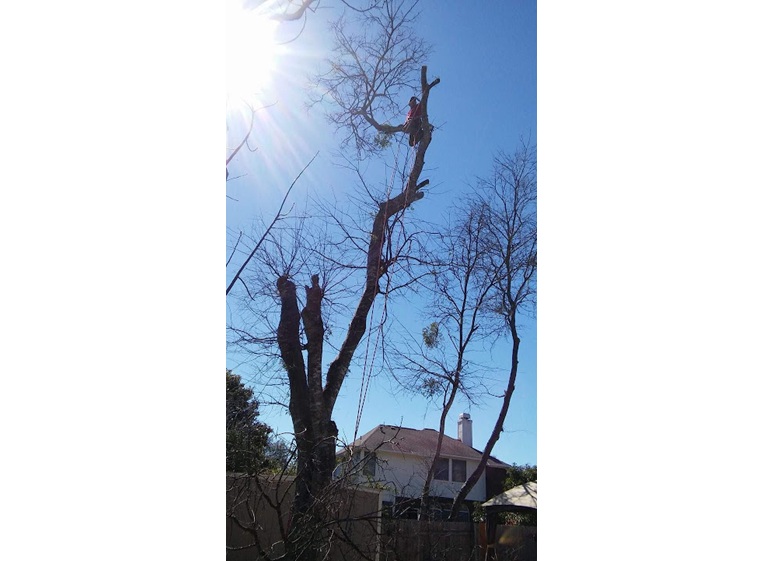 nava tree services 1