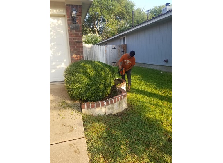 nava tree services 2