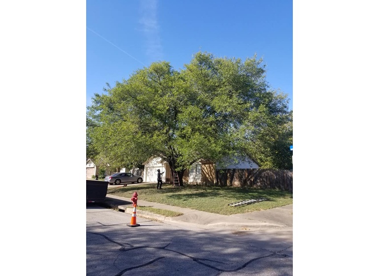 nava tree services 3