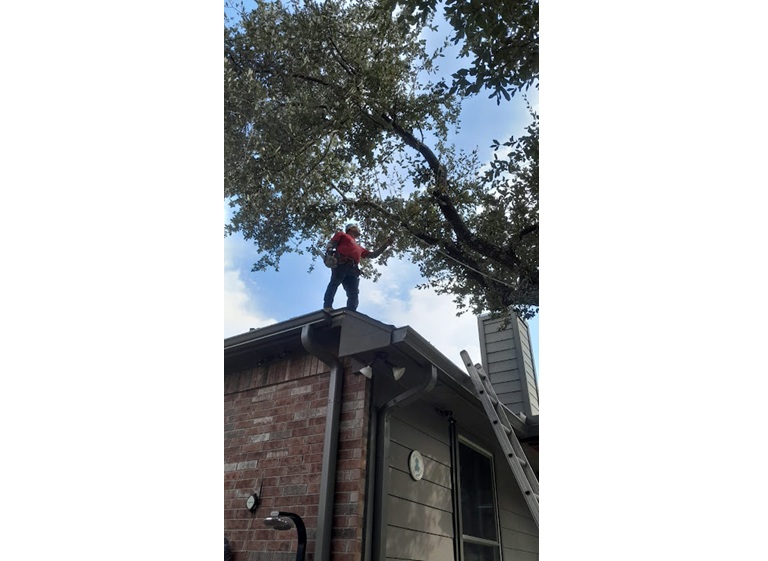 nava tree services 4