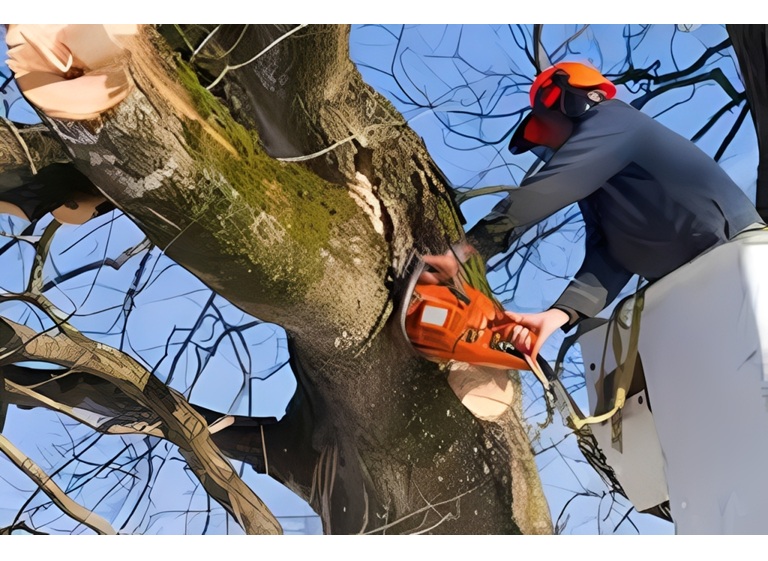 nyc discount tree removal experts 1